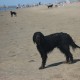 2012-07-29 RRS Holland Hundestrand_010