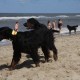 2012-07-29 RRS Holland Hundestrand_017