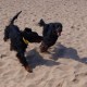 2012-07-29 RRS Holland Hundestrand_018