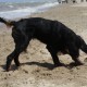 2012-07-29 RRS Holland Hundestrand_039