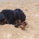 2012-07-29 RRS Holland Hundestrand_042