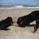 2012-07-29 RRS Holland Hundestrand_080