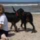 2012-07-29 RRS Holland Hundestrand_145