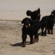 2012-07-29 RRS Holland Hundestrand_187