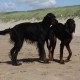2012-07-29 RRS Holland Hundestrand_203