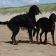 2012-07-29 RRS Holland Hundestrand_204