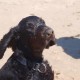 2012-07-29 RRS Holland Hundestrand_210