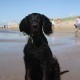 2012-07-29 RRS Holland Hundestrand_245
