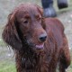 RRS_Fotogalerien_2012-12-16_Weihnachtsspaziergang053