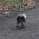 RRS_Fotogalerien_2012-12-16_Weihnachtsspaziergang069