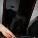 RRS_Fotogalerien_2009-12-13_Hunde_Kekse_backen16