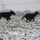 RRS_Fotogalerien_2013-02-23_Pommes-Marsch029