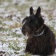 RRS_Fotogalerien_2013-02-23_Pommes-Marsch040a
