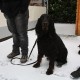 RRS_Fotogalerien_2013-02-23_Pommes-Marsch054