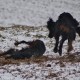 RRS_Fotogalerien_2013-02-23_Pommes-Marsch109a