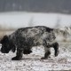 RRS_Fotogalerien_2013-02-23_Pommes-Marsch109c