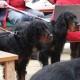 RRS_Fotogalerien_2013-04-14_Kijkduin-Hundestrand029