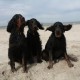 RRS_Fotogalerien_2013-04-14_Kijkduin-Hundestrand061
