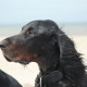 RRS_Fotogalerien_2013-04-14_Kijkduin-Hundestrand083