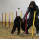 RRS_Fotogalerien_2014-02-15_Indoor-Agility023