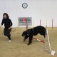 RRS_Fotogalerien_2014-02-15_Indoor-Agility104