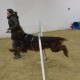 RRS_Fotogalerien_2014-02-15_Indoor-Agility109