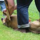 RRS_Fotogalerien_2014-06-19_Hunderennen021