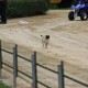 RRS_Fotogalerien_2014-06-19_Hunderennen038
