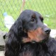 RRS_Fotogalerien_2014-06-19_Hunderennen044