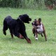 RRS_Fotogalerien_2014-06-19_Hunderennen113