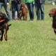 RRS_Fotogalerien_2015-05-17_Rhein-Rennen040