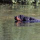 RRS_Fotogalerien_2015-07-26_Seehund-Abzeichen050