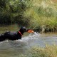 RRS_Fotogalerien_2015-07-26_Seehund-Abzeichen057