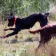 RRS_Fotogalerien_2015-07-26_Seehund-Abzeichen068