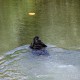 RRS_Fotogalerien_2015-07-26_Seehund-Abzeichen070