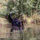RRS_Fotogalerien_2015-07-26_Seehund-Abzeichen102
