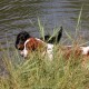 RRS_Fotogalerien_2015-07-26_Seehund-Abzeichen111