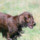 RRS_Fotogalerien_2015-07-26_Seehund-Abzeichen126