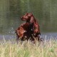 RRS_Fotogalerien_2015-07-26_Seehund-Abzeichen158