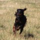 RRS_Fotogalerien_2015-07-26_Seehund-Abzeichen162