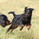 RRS_Fotogalerien_2015-07-26_Seehund-Abzeichen163