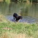 RRS_Fotogalerien_2015-07-26_Seehund-Abzeichen168