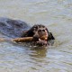 RRS_Fotogalerien_2015-07-26_Seehund-Abzeichen207
