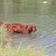 RRS_Fotogalerien_2015-07-26_Seehund-Abzeichen213
