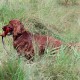 RRS_Fotogalerien_2015-07-26_Seehund-Abzeichen215