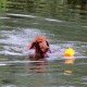 RRS_Fotogalerien_2015-07-26_Seehund-Abzeichen231