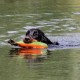 RRS_Fotogalerien_2015-07-26_Seehund-Abzeichen237