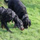 RRS_Fotogalerien_2015-12-31_Silvesterspaziergang040