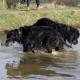 RRS_Fotogalerien_2015-12-31_Silvesterspaziergang166