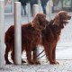 RRS_Fotogalerien_2016-02-28_Stadtagility034